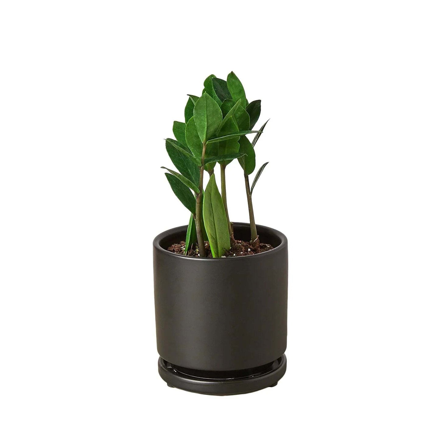 Zamioculcas Zamiifolia ZZ-8" Pot / Nursery Pot