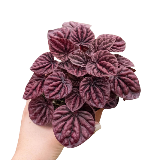 Peperomia 'Ripple Red'-4" Pot