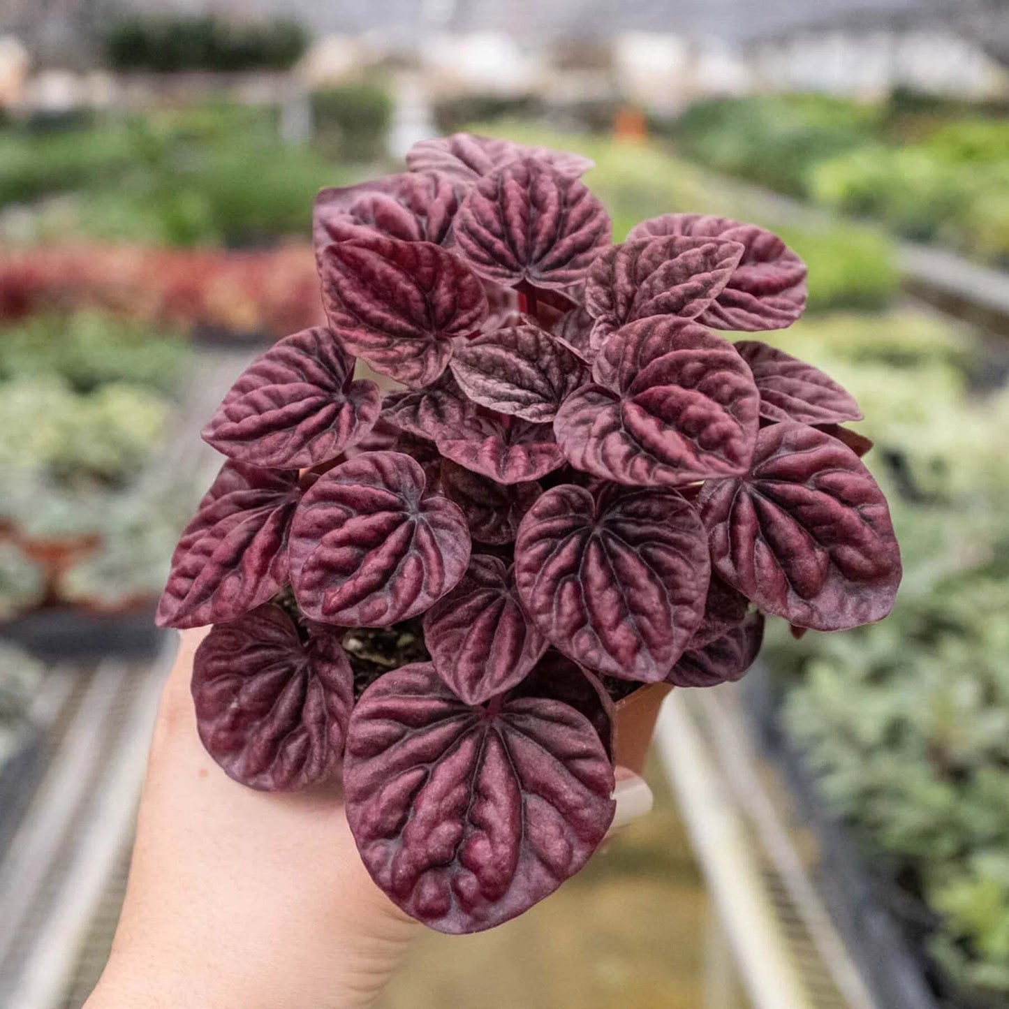 Peperomia 'Ripple Red'-4" Pot