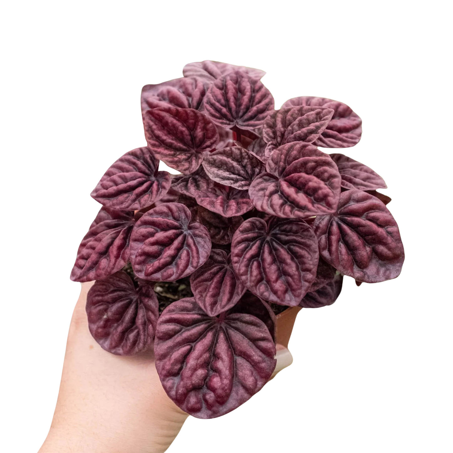Peperomia 'Ripple Red'-4" Pot