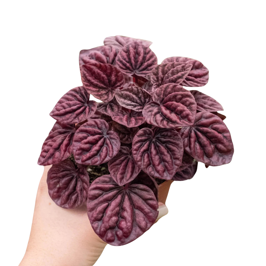 Peperomia 'Ripple Red'-4" Pot