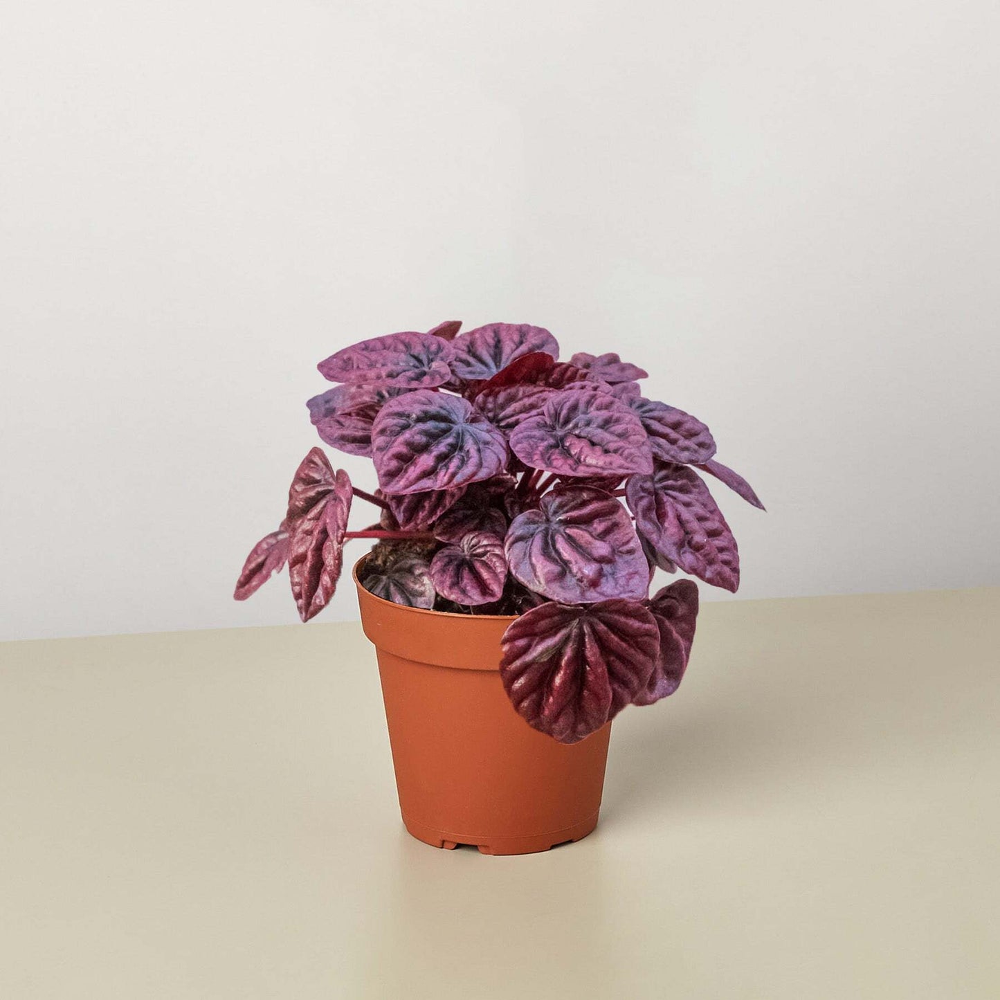 Peperomia 'Ripple Red'-4" Pot