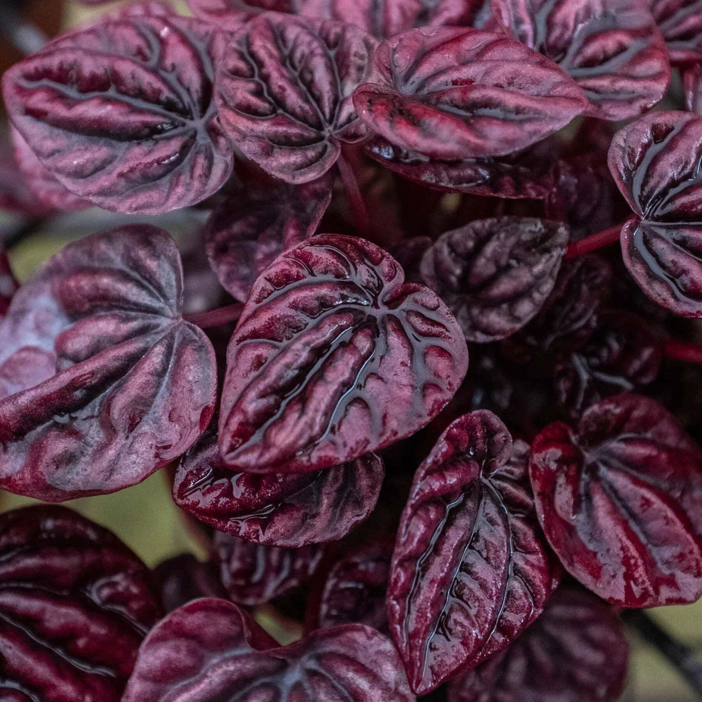 Peperomia 'Ripple Red'-4" Pot