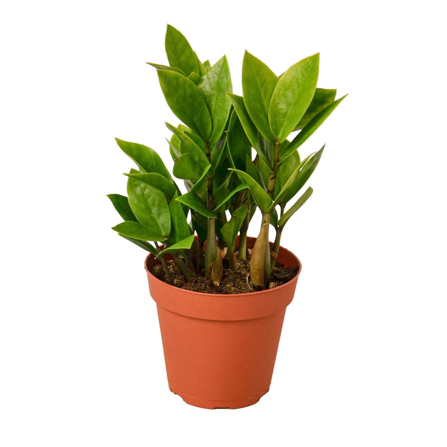 Zamioculcas Zamiifolia ZZ-8" Pot / Nursery Pot