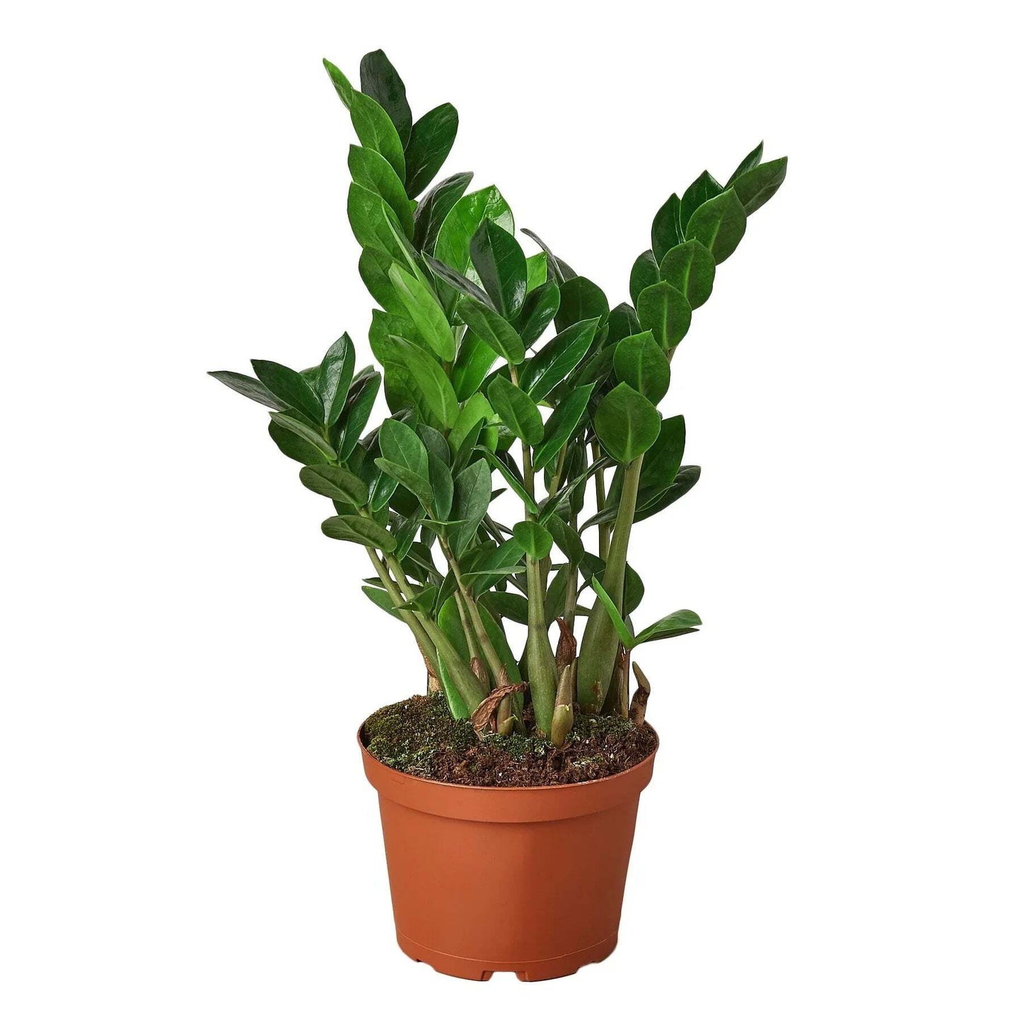 Zamioculcas Zamiifolia ZZ-8" Pot / Nursery Pot