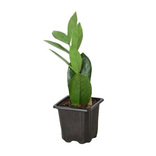 Zamioculcas Zamiifolia ZZ-8" Pot / Nursery Pot