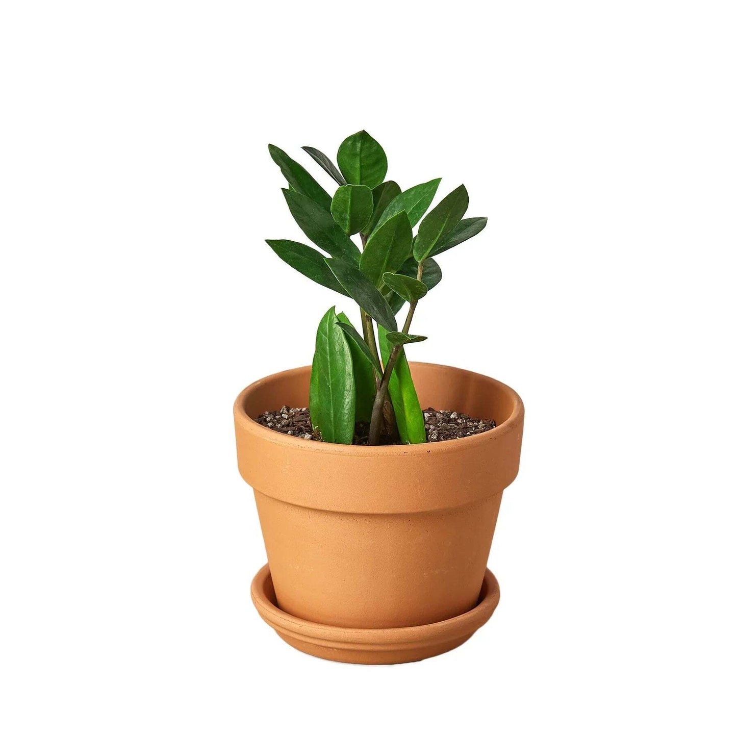 Zamioculcas Zamiifolia ZZ-8" Pot / Nursery Pot