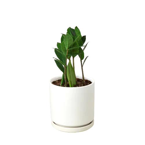 Zamioculcas Zamiifolia ZZ-8" Pot / Nursery Pot