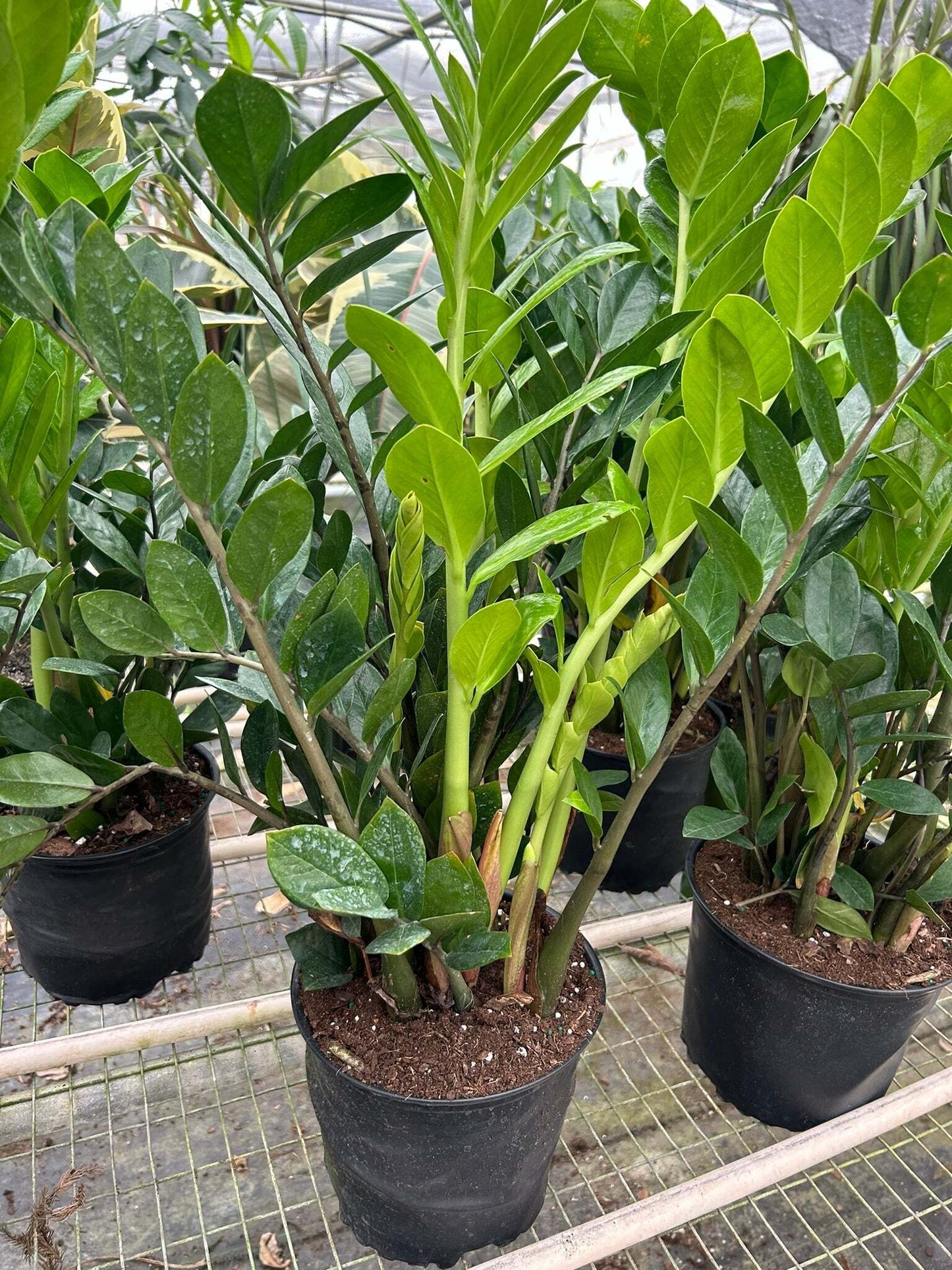 Zamioculcas Zamiifolia ZZ-8" Pot / Nursery Pot