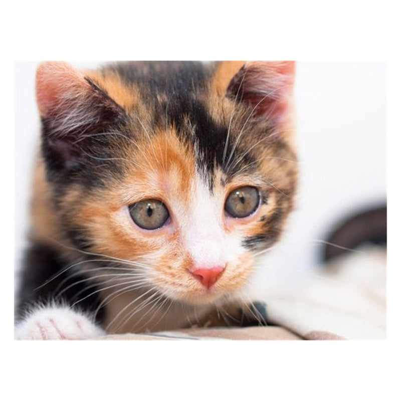 a46c10e2-9766-435c-adc1-b7cbb2a7f973